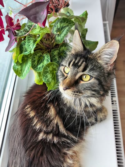 A Maine Coon cat with tabby markings and yellow eyes is lying on a white windowsill next to a potted plant with green and purple leaves. The cat is looking to the left with its head slightly tilted. The windowsill appears to be on the exterior of a building, as evidenced by a white vertical frame to the left of the scene, potentially a window frame. Behind the cat and plant, a white radiator is visible. The floor, visible to the right of the radiator, is made of wooden planks. The lighting suggests it is daytime, with sunlight illuminating the scene from the left. There is no visible indication of the location being in the city of Tver, Russia.