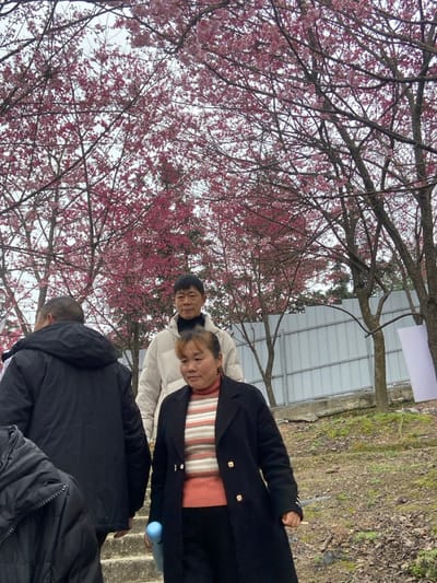Three people stand outdoors beneath blossoming cherry trees. One person wears a black coat over a striped shirt, another is in a white jacket, and the third is in a black jacket. The setting appears to be a park or garden area, with a metal structure and grassy slope in the background. The cherry blossoms dominate the upper left of the frame, adding a vibrant splash of pink.