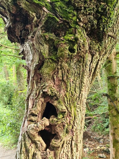 A close-up shot focuses on the textured bark of a large, old tree, possibly in Xihu District, China. The bark is gnarled and uneven, with patches of vibrant green moss growing on its surface. A prominent hollow in the tree trunk resembles a dark opening, shaped somewhat like a heart. The background is softly blurred, revealing lush green foliage and other trees, suggesting a natural, outdoor setting.