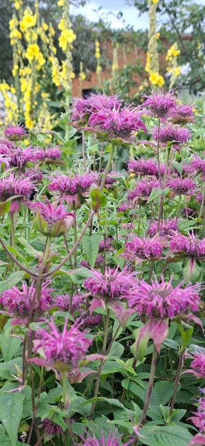 The image depicts a dense patch of blooming Monarda (bee balm) flowers, characterized by their vibrant pink-purple, spiky petals. The flowers are primarily in the foreground and midground, with some yellow flowers and green foliage visible in the background. The overall impression is of a thriving garden or natural setting. The provided information suggests a location in Malda, Estonia, though this cannot be visually confirmed from the image itself. There are no visible people, actions, or interactions. The scene is static and focuses solely on the flora.
