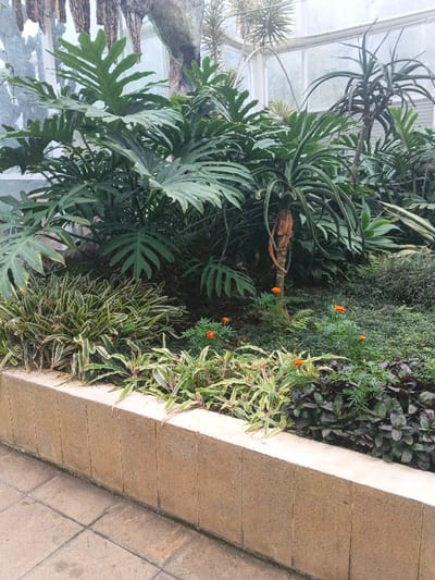 The scene depicts an indoor botanical garden or greenhouse located in Munyati, Zimbabwe. In the foreground, a tiled walkway composed of light-colored square pavers abuts a light brown, vertically segmented concrete retaining wall, approximately 0.5 meters in height. Beyond the wall, a dense arrangement of plant species occupies a raised garden bed. Varied foliage includes large-leafed tropical plants with deep green, deeply lobed leaves dominating the upper and mid-sections, alongside a tall plant with drooping, strap-like leaves and a visible fibrous trunk. Smaller variegated plants with green and cream striping are present in the lower beds, interspersed with several small flowering plants displaying bright orange blossoms. The background reveals the structural elements of a greenhouse, specifically white metal framing and clear glass panels, allowing diffuse light into the enclosure. No human presence or activity is observed within the frame.