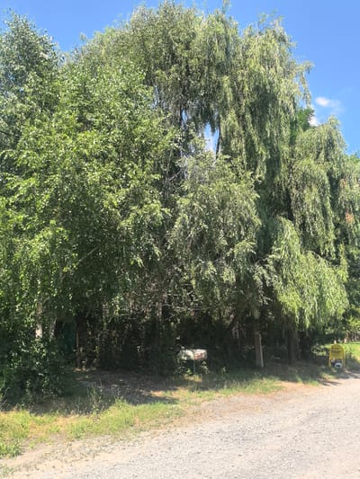 A dirt road curves to the right in the foreground, with gravel and sparse grass along its edges. A dense line of trees, including a weeping willow with long, drooping branches and a tree with lighter green, fuller foliage, occupies the background. The sky above is a clear, bright blue with a few wispy white clouds. In the mid-ground, a yellow sign with black lettering and an arrow pointing left is visible on the right side of the road, and a smaller, dark sign is visible on the left. A patch of greenery and some indistinct objects are present between the trees. The scene appears to be an outdoor location in a natural setting, possibly on the outskirts of a town or in a park.