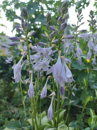 A close-up, low-angle shot shows a cluster of pale purple hosta flowers in bloom against a blurred background of greenery and some indistinct foliage. The flowers are tubular and bell-shaped, with some still in bud form at the top of their stalks. The lighting suggests it is either early morning or late afternoon, casting a soft glow on the delicate petals. The setting appears to be a garden or a yard, with hints of a fence or building in the far background. The overall impression is one of natural beauty and tranquility. This image was taken in the city of Lozova, Ukraine.