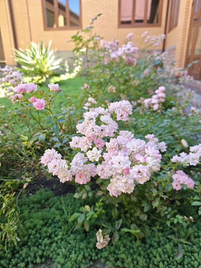A close-up, eye-level shot captures a bush of pink and white roses in bloom, situated in front of a tan brick building. The roses, with their delicate petals, dominate the foreground, interspersed with green foliage. In the background, a portion of the building is visible, featuring a multi-paned window with brown trim and a brown door. To the left, a spiky, light-green plant is partially visible, set against a backdrop of green grass. The scene is lit by natural light, casting soft shadows and highlighting the textures of the flowers and building materials.