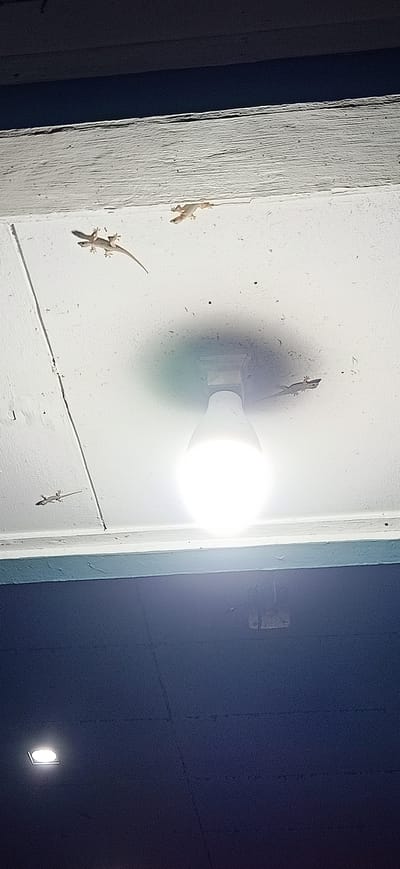 The image shows a ceiling with a bright LED light bulb hanging from it. There are five small lizards on the ceiling. One lizard is near the top center of the image, another is to the left of the light bulb, and a third is to the right of the light bulb. A fourth lizard is on the far left of the image, and a fifth is on the far right. The ceiling is white and textured, and there is a dark blue surface below the ceiling. The image was taken at night. This scene is in Tambontunong, Indonesia.