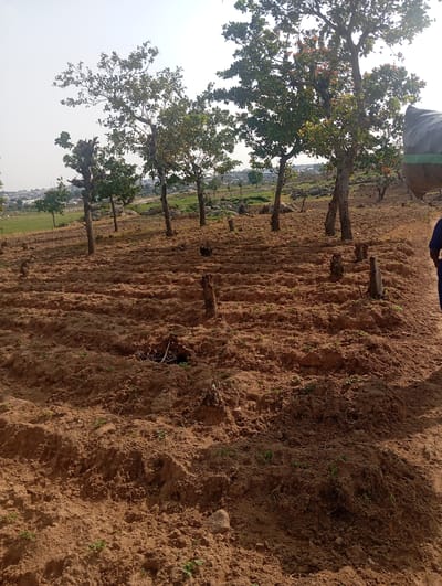 In Dutsen Alhaji, Nigeria, a mid-range shot captures a recently plowed field. The soil is a rich brown, with visible rows suggesting cultivation. Several tree stumps are scattered across the field, remnants of previous vegetation. In the background, a line of trees stands, with one particularly large tree in the foreground on the right. Beyond the trees, a hazy cityscape is visible under a pale sky. The scene is bathed in natural daylight, indicating it was taken during the day.
