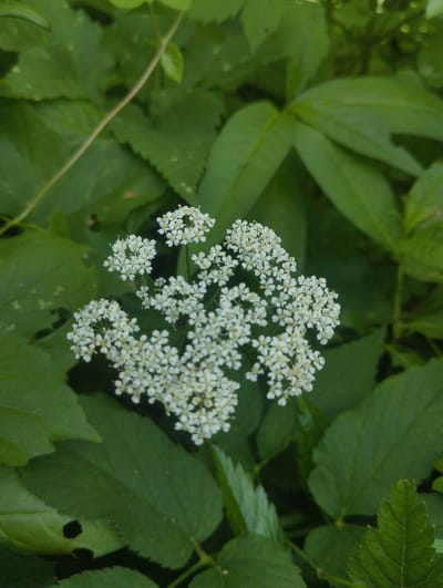 The image shows a cluster of small white flowers with a central dark spot, likely an insect, surrounded by lush green foliage. The flowers are arranged in a delicate, umbrella-like shape. The background consists of various shades of green leaves, some with serrated edges, creating a natural, outdoor setting. The lighting suggests it is daytime, with diffused light filtering through the leaves. The scene appears to be in a natural or garden environment, potentially a park or wooded area. The city of Lobnya, Russia, is known for its green spaces and proximity to nature, so this image could be from a park or a more secluded natural area within or near the city.