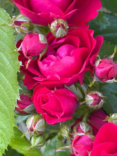 The image displays a close-up view of several bright pink rose buds and some open roses, interspersed with vibrant green leaves. The roses are in various stages of bloom, with some tightly closed buds and others partially or fully open, revealing delicate petals. Tiny water droplets are visible on some of the petals and leaves, suggesting recent rain or dew. A few small insects are also present on the flowers and leaves. The background is a blur of green foliage, indicating a natural setting. The composition is tightly framed, focusing on the intricate details of the roses and their surrounding plant life. There is no indication of a city location; the scene appears to be in a garden or natural environment.