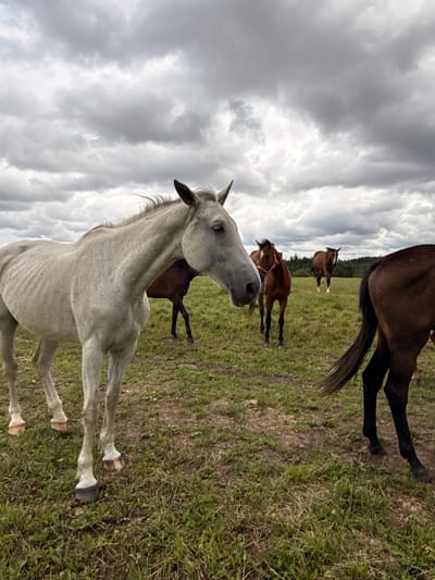 A herd of horses is gathered in a grassy field under a cloudy sky. The image is oriented vertically. In the foreground, a light gray horse with a speckled coat is the most prominent subject, facing left with its head slightly lowered. Its eyes are open, and its ears are alert. Behind this horse, a dark brown horse is partially visible, and further back, two more brown horses are grazing or standing in the field. The landscape consists of green grass with some patches of dirt, and a line of trees can be seen in the distance. The sky is overcast with heavy, gray clouds, suggesting a potentially cool or damp day. The lighting is diffused, typical of cloudy weather. No text is visible in the image. The scene appears to be a peaceful moment with the horses in their natural environment in Galinė, Lithuania.