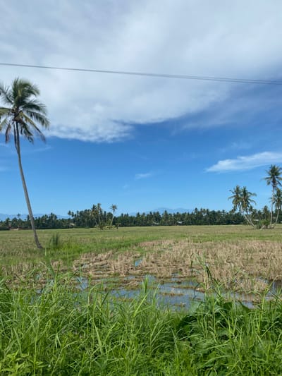 The image presents a landscape view of an area in Kruengseupeng, Indonesia. The sky is predominantly blue with scattered white clouds and power lines spanning the left side. A line of palm trees extends across the midground. In the foreground is a field divided into two sections: a harvested area with stubble and visible water, and a section covered in dense green vegetation.
