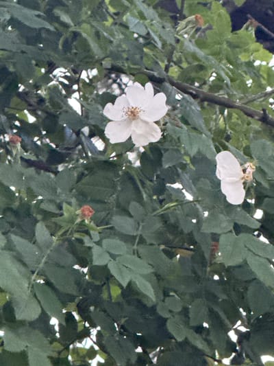 This is a close-up, vertically oriented shot of a flowering bush in Dilijan, Armenia. The bush has dark green, textured leaves and several white flowers. One large white flower is in the upper center of the frame, with a cluster of stamens visible in its center. To the right, a smaller white flower is partially visible, along with some dried brown remnants of past blooms. In the lower left and lower right portions of the image, there are small, unopened red buds, suggesting new growth. The background is filled with more green leaves and some glimpses of bright white light filtering through the foliage. The image is grainy, indicating it was likely taken with a low-light setting or a lower-quality camera.