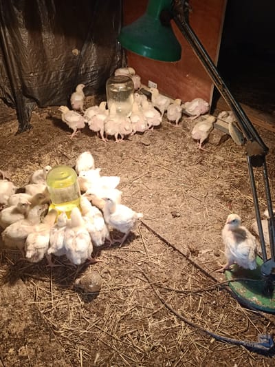 A group of young, light-colored chicks huddle around a yellow-topped water dispenser in what appears to be a dimly lit, rustic enclosure, possibly a barn or coop, in Auly, Ukraine. The ground is covered with dirt and straw, and a large glass jar of water sits nearby. A green desk lamp with a long, articulated arm is positioned above the chicks, likely providing heat. A black plastic sheet is visible in the background, along with wooden planks. The scene is composed of several chicks of similar size and coloration, with a few appearing to be drinking or standing near the dispenser. The overall impression is one of a rural farm setting where young poultry are being raised.