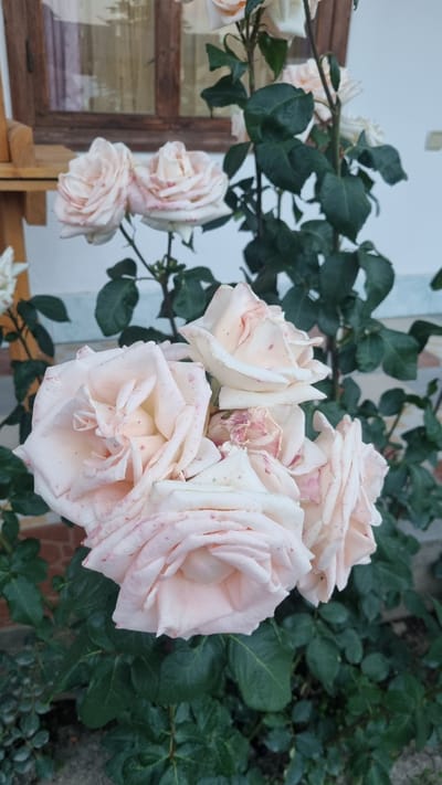 A close-up, eye-level shot features a cluster of pale pink roses with some red speckles on their petals. The roses are in various stages of bloom, with some fully open and others still forming. They are surrounded by lush green foliage. In the background, a hint of a building facade and a wooden structure can be seen. The image was taken outdoors, likely in a garden or yard. There are no people or animals visible. The overall impression is one of natural beauty and tranquility. This scene is likely located in Bulan-Segettu, Kyrgyzstan.