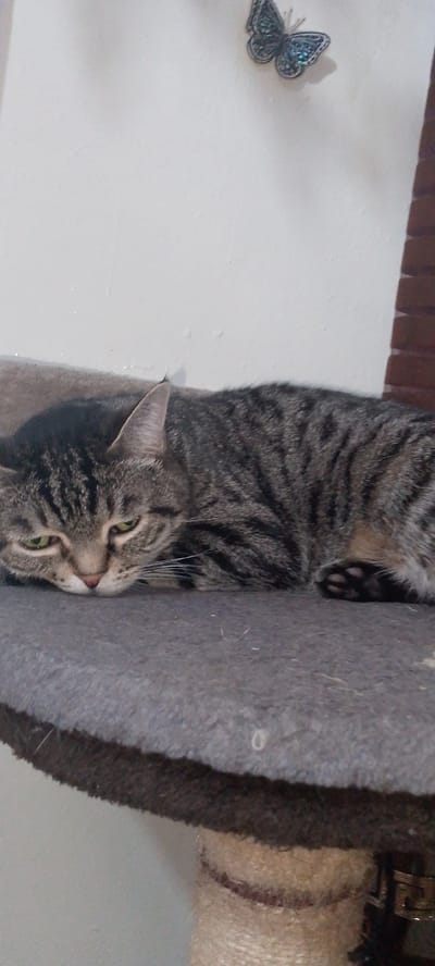 A tabby cat is lying on a grey, carpeted surface. The cat is facing left with its head resting on the surface, appearing to be sleepy or relaxed. Its green eyes are partially open and looking downwards. The cat's fur is a mix of grey, black, and brown stripes. The background is a plain white wall with a decorative butterfly-shaped object mounted on it. To the right of the wall, a section of a brick structure is visible. The lighting appears to be indoor and neutral, suggesting daytime. The scene conveys a sense of calm and domesticity. There is no visible text in the image.