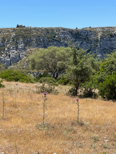 The image depicts a dry, golden field in Noto, Italy, under a clear blue sky. In the foreground, two purple thistles stand tall amidst the parched grass. Behind the field, a dense cluster of green trees and shrubs separates the foreground from a rocky, scrub-covered hillside. In the distance, atop the hill, a small cluster of buildings, possibly a house and other structures, can be seen. The overall scene suggests a hot, arid summer day in a rural, hilly landscape.