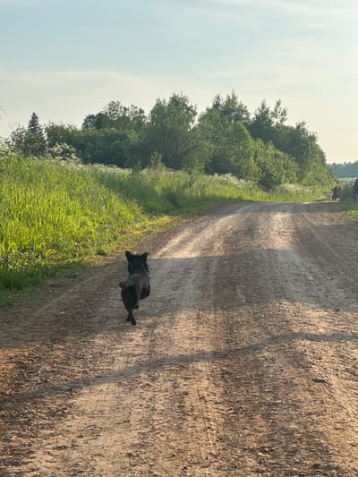 The image depicts a dirt road winding through a rural landscape. In the foreground, a small, black dog is running away from the camera down the road. The road is unpaved and appears to be made of dirt and gravel, with tire tracks visible. To the left of the road, a field of tall, green grass and white wildflowers is bathed in sunlight. To the right and in the background, a line of lush green trees forms a natural border. The sky above is a pale blue with a few wispy clouds, suggesting it is either early morning or late afternoon. In the distance, on the right side of the road, two people are visible, one on a motorized scooter. This scene is located in the village of Bolshaya Usa, Russia, an area known for its agricultural lands and natural beauty.