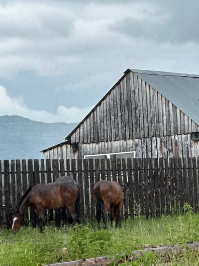 An exterior shot captures two brown horses grazing in a grassy area behind a dark wooden fence. The horses appear wet, suggesting rain, which is visible as streaks falling from the sky. Behind the fence, a rustic wooden building with a corrugated metal roof stands. In the distance, lush green hills form a backdrop under a cloudy, overcast sky. The scene is set in Abzakovo, Russia.