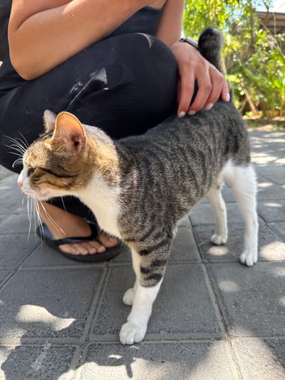 A tan and gray tabby cat sprawls on a person's lap on a sunny day, its paws extended onto gray brick paving stones. The person wears black clothing and a sandal on one foot is visible. The location is Tibubeneng, Indonesia, indicated by the tropical foliage in the background. The cat is partially supported by the person's hand.