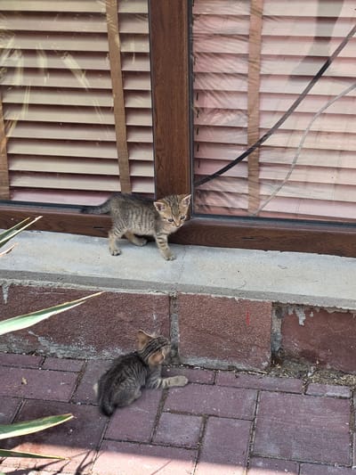 Two tabby kittens are exploring an outdoor environment. One kitten is climbing a concrete ledge next to a window with vertical blinds. The other kitten is on a red brick pathway to the right of the ledge. The scene appears to be outdoors, possibly in a backyard or patio area, with some green foliage in the foreground. The lighting suggests it is daytime, with shadows indicating sunlight. The kittens appear curious and engaged in their exploration. There is no visible text in the image. The location context is Gara Oreshets, Bulgaria.