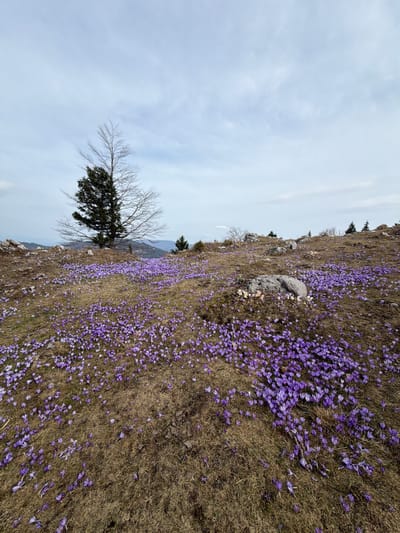 The image shows a hillside in Podvolovljek, Slovenia, covered in purple crocuses. The ground is mostly brown with dried grass. A tree stands on the lower left side of the frame, its branches reaching towards a pale, overcast sky. Further up the hill, there are scattered rocks and a few evergreen trees. The hillside slopes upwards from left to right.