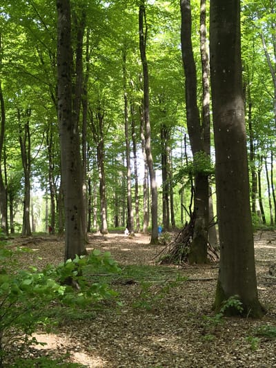 The image shows an avenue of trees in a forest. The location is likely in the city of Mettlach, Germany. The trunks are predominantly vertical. Leaves cover the ground. In the distance, there appears to be a blue object. Also further away, possibly near the end of the path, there is what seems to be a red object.