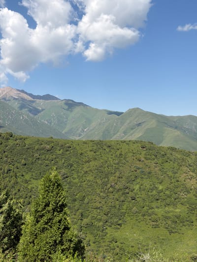 This is a vertical, eye-level, medium shot of a mountainous landscape under a bright blue sky with white, fluffy clouds. The foreground is dominated by a dense, green, treed hillside. Several coniferous trees are visible, most prominently a large, bushy evergreen tree in the lower left quadrant. The middle ground shows another rolling green hillside dotted with scattered trees and shrubs. In the distance, a range of larger, verdant mountains rise, with some rocky, lighter-colored peaks visible at the very top. The scene is likely captured in or around Kashka Suu, Kyrgyzstan, given the characteristic alpine scenery of the region. No people or animals are discernible in the image. The lighting suggests it is daytime, possibly late morning or early afternoon.