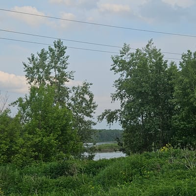 The image depicts a serene natural landscape with lush greenery and a body of water under a cloudy sky. The foreground is dominated by dense vegetation, including tall grasses and leafy plants. In the mid-ground, several trees with full canopies stand prominently, framing a view of a calm river or lake. In the distance, a tree line marks the horizon, and the sky above is a pale blue with scattered white clouds. Three parallel power lines stretch across the upper portion of the image. There are no people or animals visible in the scene. This view is characteristic of the natural beauty found in and around the city of Pugachi, Russia, particularly in areas with riparian zones and undeveloped land.