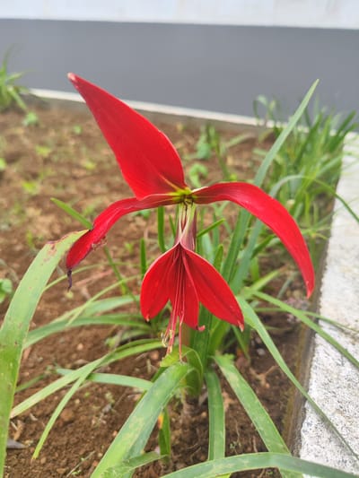 This is a close-up, vertical, outdoor photograph of a bright red flower with long, narrow petals. The flower is in focus, with the background softly blurred. The flower appears to be a species of Amaryllis, characterized by its trumpet-like shape and vibrant color. The petals are elongated and pointed, with some bending outwards and downwards. The stamens, tipped with yellow pollen, are visible hanging from the center of the flower. Green, grass-like leaves surround the base of the flower. The ground beneath the plant is composed of dark brown soil with scattered small stones and some green shoots. A light-colored, rough textured border or pathway is visible to the right of the flower. In the far background, a muted grey wall runs horizontally across the frame, topped by a thin white line, suggesting an urban or manicured garden setting. The lighting appears to be natural daylight, possibly overcast given the lack of harsh shadows. There is no visible text in the image. The overall impression is of a vibrant bloom in a garden environment. The location context of Ribeira Grande, Portugal, suggests a temperate climate suitable for such flora.