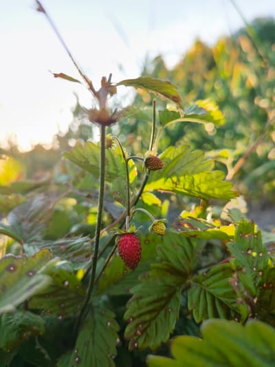 A close-up, low-angle shot captures a wild strawberry plant against a blurred background of green foliage and sunlight. A single ripe red strawberry hangs from a stem, surrounded by green leaves, some of which show signs of damage or discoloration. Two unripe, greenish-yellow strawberries and one mature, brown strawberry are also visible on nearby stems. The natural lighting suggests it is either sunrise or sunset, casting a warm glow on the scene. The image is devoid of any human presence or urban elements, and therefore does not provide any specific location information within the city of Куликово, Russia.