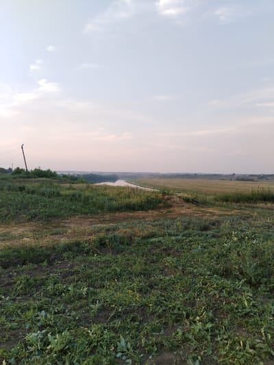 The image depicts a rural landscape in the vicinity of Kulikovo, Russia, likely during the late afternoon or early evening. In the foreground, a patch of overgrown green vegetation covers dark soil, with some dry, yellowed grass scattered throughout. A dirt path or road is visible to the left, leading towards a body of water. Beyond the path, a line of trees forms a dense border along the water's edge. In the middle ground, a calm body of water, possibly a river or lake, reflects the soft hues of the sky. Across the water, a broad, open field stretches towards the horizon, characterized by dry, yellowish-brown grass. Distant, undulating hills and scattered trees are visible on the far horizon, with a few small structures, possibly houses, dotting the landscape. A single, weathered wooden pole with wires extends upwards from the left side of the frame, partially obscured by green foliage. The sky is pale and overcast, with streaks of soft white and pink clouds. No people or animals are present in the scene.