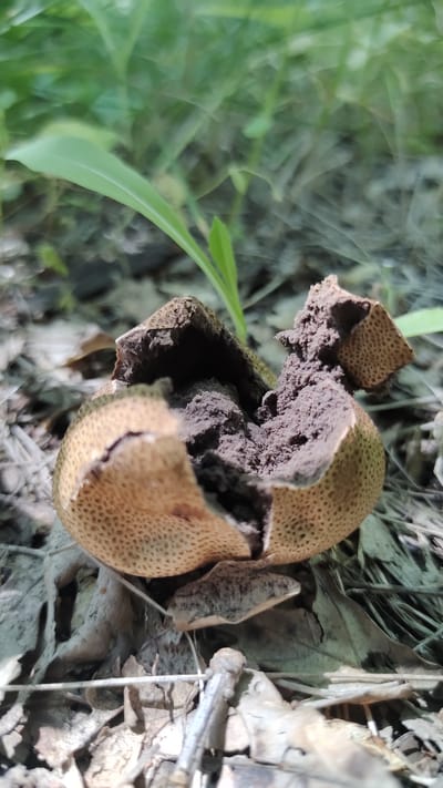 This is a close-up, low-angle, top-down shot of a single, damaged mushroom on the forest floor. The mushroom is roughly spherical and appears to be a puffball variety, with a light brown, textured outer skin dotted with small, dark pores. A significant portion of the mushroom has been broken open, revealing a dark, earthy interior with a powdery or spongy texture. The broken edges of the mushroom's outer layer are visible, showing its thickness and consistency.
The mushroom rests on a bed of dry, fallen leaves and twigs, typical of a woodland environment. The leaves are mostly brown and brittle, suggesting autumn or a dry period. To the right of the mushroom, a vibrant green blade of grass or a young plant emerges, contrasting sharply with the muted tones of the forest floor. The background is a blur of green foliage and darker, indistinct shapes, indicating more of the natural setting.
The lighting suggests it is daytime, with natural light illuminating the scene. There are no people or animals visible. The overall impression is one of a natural, undisturbed forest environment, with the focus on the detail and decay of the mushroom. The location is identified as Mikhaylovka, Russia.