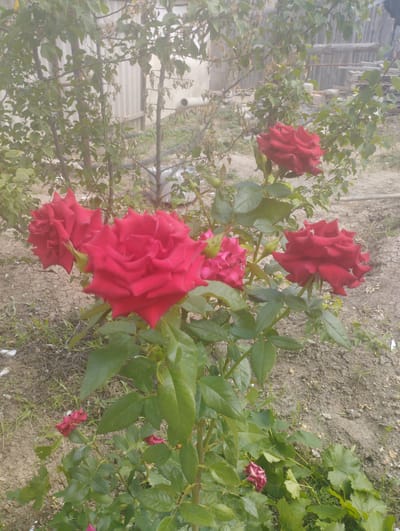 In the city of Atyrau, Kazakhstan, a close-up shot captures a cluster of vibrant red roses in bloom. The roses are the primary subject, with their velvety petals and deep crimson hues. They are positioned in the foreground, some in full bloom and others as buds, on a rose bush with lush green foliage. The background is slightly out of focus, revealing a rustic outdoor setting. Elements in the background include a wooden fence, dry earth, and a few sparse green plants, suggesting a garden or yard. The overall lighting suggests it is daytime, possibly overcast, as there are no strong shadows. The scene is static, with no visible human presence or activity.