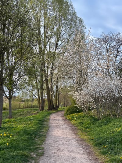 The image shows a path lined with trees and greenery, likely located in Truchtersheim, France. The path is made of light-colored gravel. On either side, there is grass with yellow flowers, likely dandelions. The trees lining the path have varying degrees of foliage; some are in full bloom with white flowers, while others have budding leaves. The sky is visible through the trees, with some light clouds. The overall scene evokes a sense of a springtime walk in a park or nature trail.