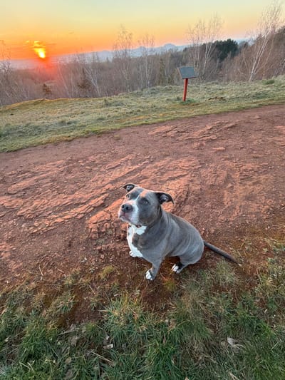 The image depicts a grey-and-white American Staffordshire Terrier type dog sitting on a reddish-brown dirt path and sparse green grass at an elevated outdoor location in or near Schifflange, Luxembourg. The dog is positioned in the lower-right quadrant, looking upwards and slightly left, with a light-colored collar visible. Its coat is grey with prominent white markings on its muzzle, forehead, chest, and paws. To the right, behind the dirt path, a red wooden post supports a dark, flat rectangular sign. The background presents a panoramic view of a forested valley, primarily featuring deciduous trees with bare white branches alongside some evergreens. The sky is illuminated in vibrant orange and yellow hues by the sun, visible as a distinct luminous disc on the left horizon, indicating either sunrise or sunset. Distant hills are visible beneath the brightly lit sky.