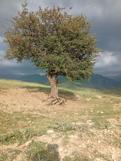 The image depicts a solitary, mature tree with a gnarled trunk and extensive root system, standing on a dry, rocky, and sparsely vegetated hillside. The tree's canopy is full of green leaves, with some areas appearing dry and brown. In the background, rolling hills covered in green grass lead to a range of distant, hazy mountains. The sky is overcast with dark, dramatic clouds, suggesting impending rain or a storm. The scene is devoid of any human presence. The location is identified as Көксаяқ ауылдық округі, Kazakhstan.