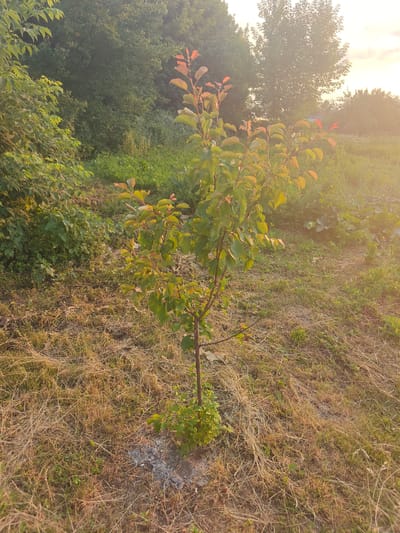 The image depicts a young tree with green and reddish-brown leaves, standing in a field of dry grass. The tree is slender with a dark brown trunk and a few small branches. The background is filled with various green foliage, including larger trees and bushes, creating a natural, possibly rural or park-like setting. The lighting suggests it is either early morning or late afternoon, with the sun casting a warm glow on the scene, particularly on the right side of the image, indicating a sunset or sunrise. The ground around the tree is covered in dry, brown grass and some scattered small grey stones at its base. There is no indication of human presence or specific landmarks that would pinpoint the location to Pryvokzalne, Ukraine.
