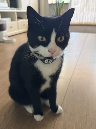 The image features a black and white cat lying on a light brown wooden floor. The cat is predominantly black with white markings on its chest, face, and paws. It has bright yellow eyes and is wearing a black collar with a circular tag that has a paw print design. The cat is positioned on its side, looking towards the camera.
In the background, a large window with blinds is visible, allowing natural light to illuminate the scene. To the left of the cat, a portion of a plant with green leaves can be seen, suggesting an indoor setting. Further in the background, there are hints of furniture, possibly shelves or cabinets, with a light color.
The lighting suggests it might be daytime, with sunlight coming from the window. The overall scene appears to be a home environment. The cat's pose and direct gaze towards the camera imply it is aware of being photographed. There is no visible text in the image. The location context provided is Helmond, Netherlands, but this cannot be confirmed from visual cues within the image itself.