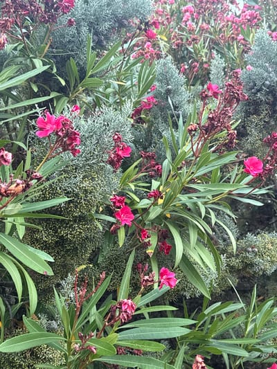 The image depicts a dense, green shrubbery with vibrant pink oleander flowers scattered throughout. The foreground features long, pointed green leaves and clusters of both blooming and dried pink flowers on slender reddish stems. Behind the oleander, a feathery, grayish-green plant provides a textured backdrop. The scene appears to be a natural outdoor setting, likely in a garden or park within Urbanització Vescomtat De Cabanyes, Spain, given the context. There are no people visible in the image, and the focus is entirely on the botanical elements. The lighting suggests an overcast or shaded environment, creating soft shadows.