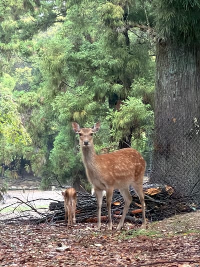 An adult sika deer and its fawn are present in a woodland area in Nara, Japan. The adult deer stands centrally, directly facing the viewer, displaying a light brown coat with distinct white spots across its back and flanks, dark eyes, and forward-oriented ears. The fawn is positioned immediately behind the adult, facing away from the viewer, showing its smaller hindquarters and slender legs. Both animals stand on ground densely covered by fallen brown leaves and scattered patches of green moss. The background consists of numerous green coniferous trees and dense foliage, indicating a heavily wooded environment. On the far right, a large tree trunk with rough, dark bark is visible, alongside which runs a section of dark chain-link fencing. A pile of cut logs and branches rests on the ground behind the deer, adjacent to the fence and large tree. The scene is illuminated by diffused natural light.