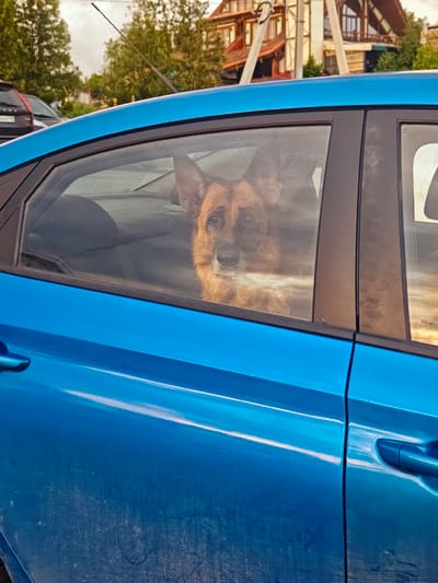 A medium shot depicts a blue car parked in Ильинское, Russia. The car's driver-side window frames a medium-sized, brown, fluffy dog sitting on the back seat of the vehicle. The car is surrounded by vegetation, and the architecture in the background suggests a rural or semi-rural setting.