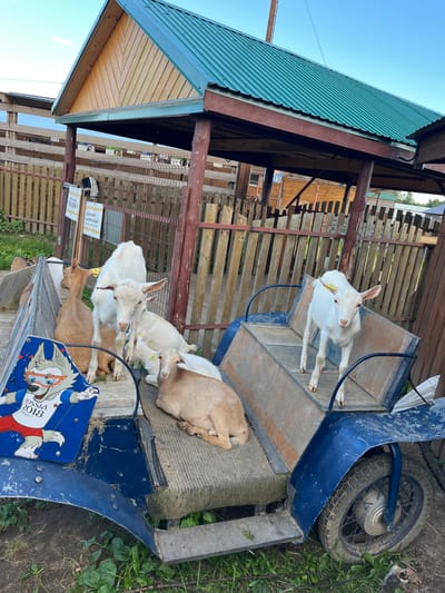 A group of goats are resting on and around a blue, rustic wheeled cart. The cart has wooden seating and is parked on uneven ground covered with grass and dirt. To the left of the cart is a wooden structure with a green, corrugated metal roof, supported by dark wooden beams. A wooden fence is visible behind the goats and the cart. Several goats are white, while one is light brown. One white goat is standing on the cart, looking directly at the camera. Another white goat is lying down next to it. A light brown goat is also lying down. The sun appears to be shining, casting shadows, suggesting it is daytime, possibly late afternoon given the angle of the light.

There is text visible on two signs attached to the wooden fence, written in Cyrillic. One sign appears to say "Заранее благодарим за обед двери" which roughly translates to "Thank you in advance for lunch doors". Another sign also in Cyrillic seems to contain the text "Без чая". Additionally, a blue and white graphic featuring a cartoon wolf character wearing glasses and a t-shirt with "RUSSIA 2018" printed on it is attached to the cart. The overall scene suggests a rural or farm-like setting in Vybolovo, Russia. The goats appear calm and relaxed.