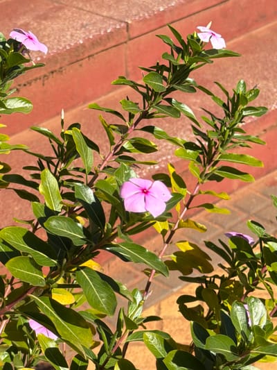 The image displays a close-up view of a vinca plant with several pink flowers and green leaves, set against a backdrop of reddish-brown brickwork. The brickwork appears to be a pathway or wall, with visible grout lines and some minor wear. The lighting suggests it is daytime, casting shadows from the plant onto the brick. There are no people or animals visible in the scene. The overall impression is of a well-maintained garden or outdoor decorative planting. The location within Asuncion, Paraguay, cannot be determined from the image itself, as there are no identifiable landmarks or contextual clues.