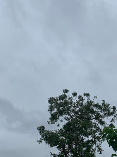 The image shows a large tree with dark green foliage against a cloudy, grey sky. The tree's branches are spreading, with many leaves clustered at the ends. The sky appears overcast, suggesting a cloudy or potentially rainy day. There are no people or any other prominent objects visible in the frame. The scene is focused on the tree and the sky. The photograph was taken in Wukari, Nigeria.