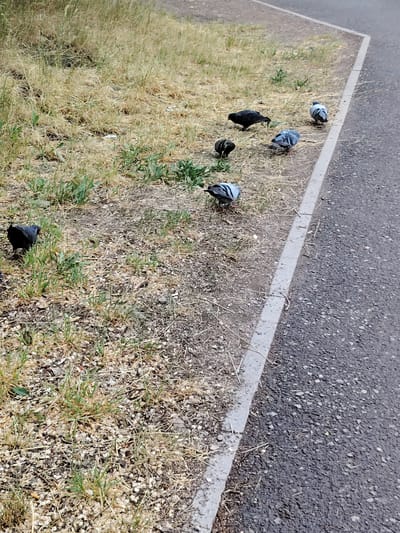 A flock of pigeons are foraging on a patch of dry grass and gravel next to a paved surface. The pigeons are a mix of colors including black and grey with white markings. One pigeon in the foreground is facing away from the camera and appears to be picking at the ground. Another black pigeon is slightly further back and to the left, also looking down. Two grey and white pigeons are further up the grassy area, with one facing away and the other facing towards the right. The environment appears to be an urban fringe area, potentially a roadside verge, in Temirtau, Kazakhstan, given the presence of dry vegetation and the mixture of natural and man-made surfaces. The lighting suggests it is daytime.