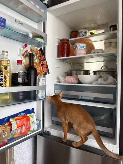 An Abyssinian cat with reddish-brown fur stands on the edge of an open refrigerator door, looking into the interior. The refrigerator contains various food items, including jars of preserves, dairy products, bottles, and packaged foods. The cat's tail is extended behind it. The refrigerator is a Haier brand, and the environment appears to be a kitchen. The image does not contain any information about the location in the city of Stary Oskol, Russia.