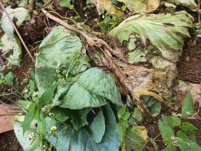 The image shows decaying cabbage leaves in a garden bed. Some leaves are green and relatively healthy, while others are brown, rotting, and riddled with holes. Small white flowers and other green plants grow among the cabbage. The surrounding soil appears to be damp and dark. A dry stick rests atop the decaying leaves.