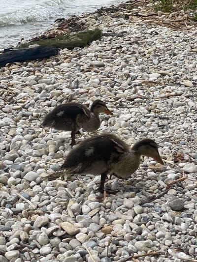 Two young ducklings are resting on a pebble-covered shore next to a body of water. The ducklings are fluffy and dark brown with lighter patches on their chests and wings. One duckling is looking upwards with its beak open, appearing to be calling out. The other duckling is slightly further away and is also looking upwards. The pebbles on the shore are of various sizes and colors, predominantly grey and white. Some dry plant matter and twigs are scattered among the pebbles. To the left of the frame, the edge of the water is visible with small waves lapping against the shore. The lighting suggests it is daytime, with bright sunlight casting shadows. The scene is tranquil and natural, likely a waterfront habitat. There is no visible text in the image.