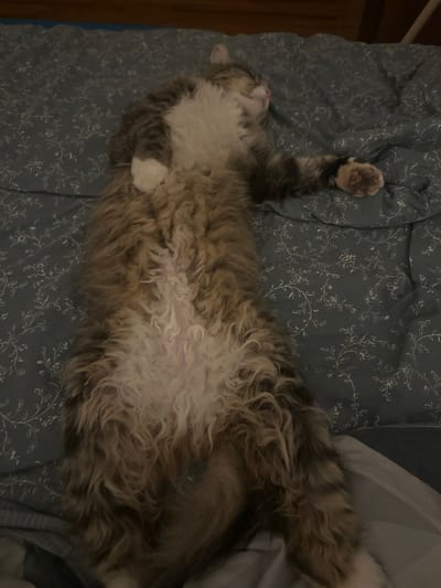 The image shows a fluffy, long-haired cat lying on its back on a blue patterned comforter. The cat's belly is exposed, revealing white fur with some wavy, lighter strands. Its paws are visible, with one paw outstretched. The cat's head is turned to the side, with its eyes closed and its mouth slightly open, indicating it is asleep. The comforter has a repeating pattern of small white flowers and leaves on a dark blue background. The scene appears to be indoors, possibly on a bed. There are no people visible in the image, nor any indication of the city of Novosyanovo, Russia.