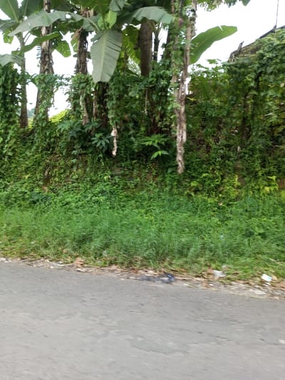 This image displays a roadside view in Vieng Phouka, Laos. The lower third of the frame shows a grey asphalt road surface. Immediately adjacent to the road, a narrow strip of dried leaves and scattered litter, including small white and blue debris, precedes a band of light green, finely textured grass. Above this, a dense, elevated embankment or wall is completely covered in a variety of green tropical foliage, featuring numerous vines and leafy plants. Several tall tree trunks, some with large, broad leaves indicative of banana trees, extend upwards into the frame. Long, cascading vines hang down from these trees and obscured structures behind them. A portion of a dark, indistinct roofline is visible through the dense vegetation on the upper right side. The sky, appearing bright and indistinct, is visible through gaps in the upper tree canopy. No people or animals are present.