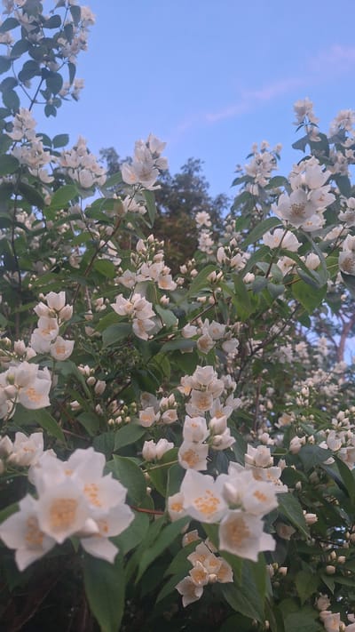 A low-angle, full-frame shot captures an abundance of white jasmine flowers and dark green leaves against a soft blue sky. The flowers are mostly in bloom, with some buds visible. The sky has a few faint pinkish clouds. The image is taken outdoors, likely in a garden or park, given the presence of lush foliage. There are no people or man-made structures visible in the frame. The overall impression is one of natural beauty and tranquility. The setting is an outdoor location, likely a garden or park, in an unspecified area of Latvia.